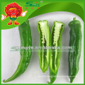 Top Grade big green chilli exporter